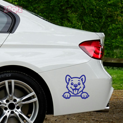 Drive Like a Cat – Chill & Sharp